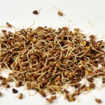 Graines bio d’Alfalfa (luzerne) germées déshydratées à – de 42°C – qualité cru – biologique